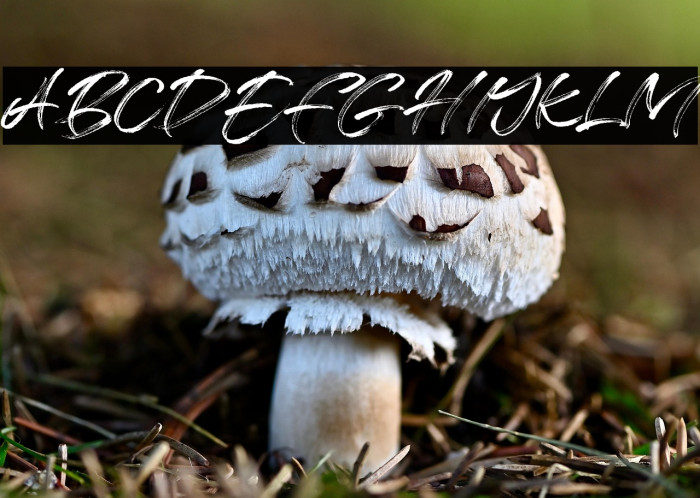 Free License Example 1