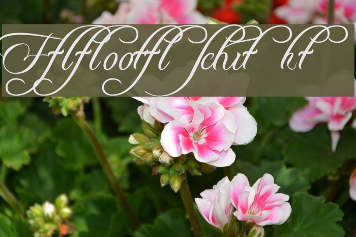 Freebooter Script - Alts Font examples