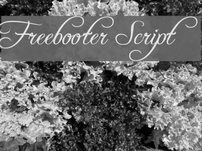 Freebooter Script Font examples