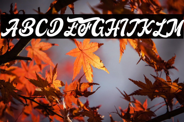 FreedamTheory Example 2