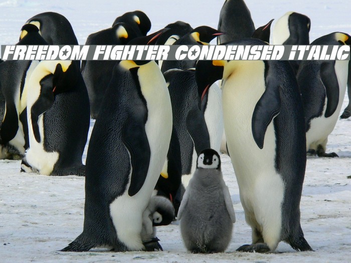 Freedom Fighter Condensed Italic Example 1