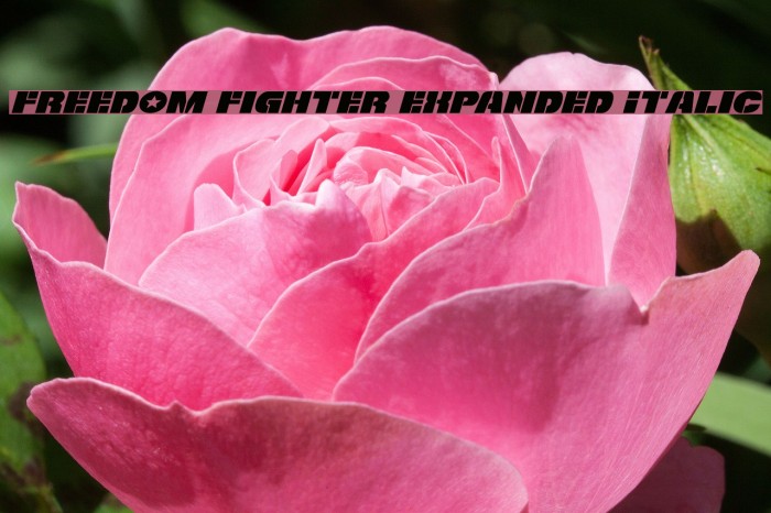 Freedom Fighter Expanded Italic Font examples