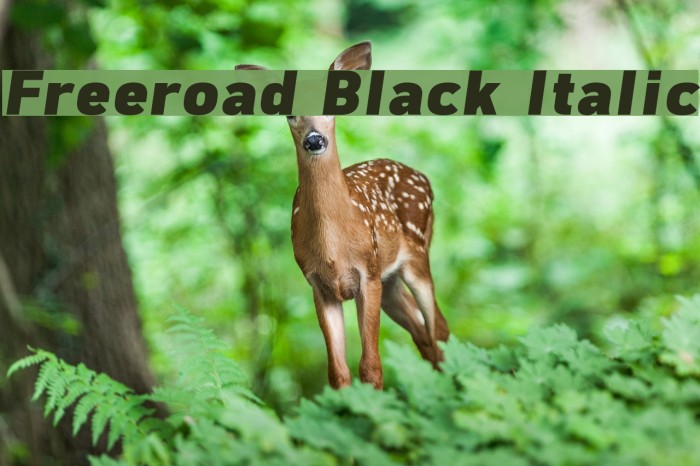 Freeroad Black Italic Font examples