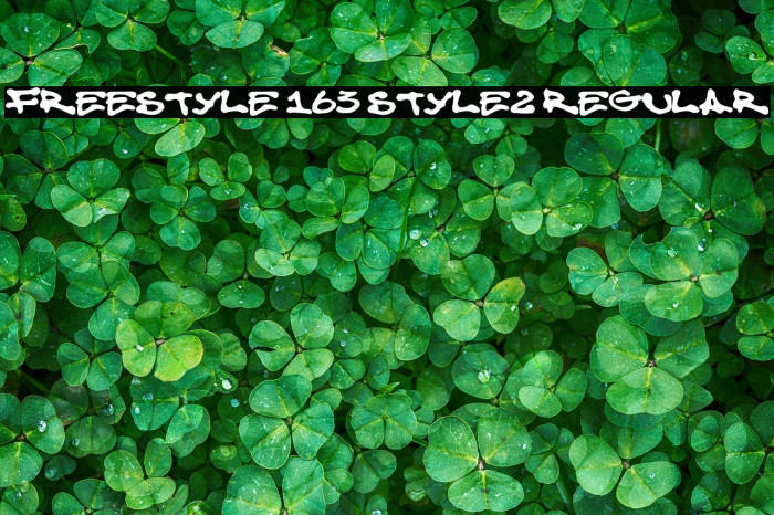 Freestyle 163 Style2 Regular Example 2