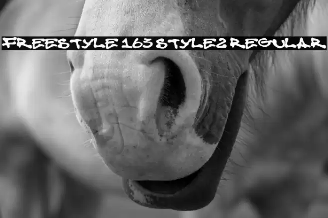 Freestyle 163 Style2 Regular Font examples