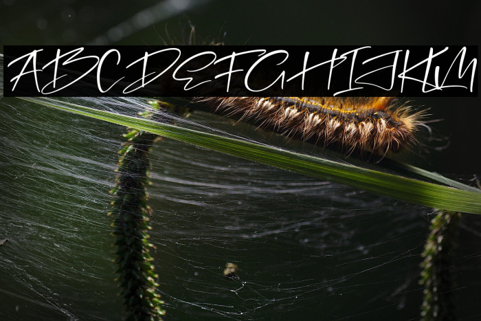 Freestyle Lettering Italic Example 3