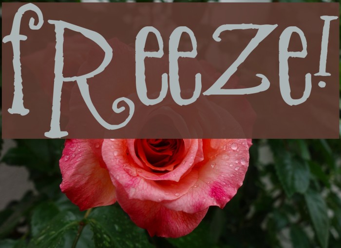 Freeze! Font examples