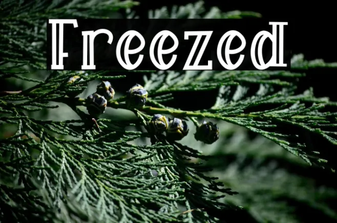 Freezed Example 3