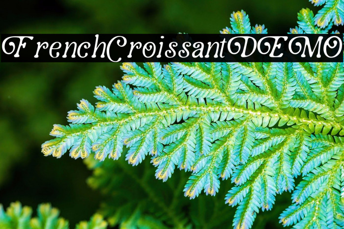 French Croissant DEMO Example 2