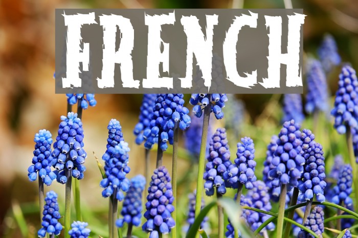 French Font examples