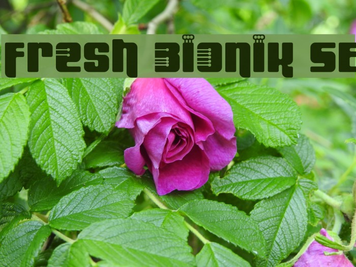 Fresh Bionik SE 字体 examples
