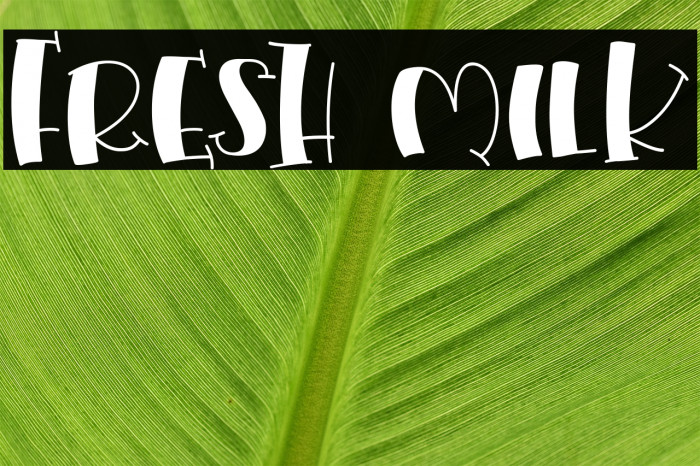 Fresh Milk Font examples