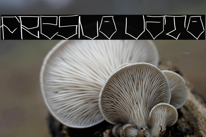 Fresno Vato Example 1