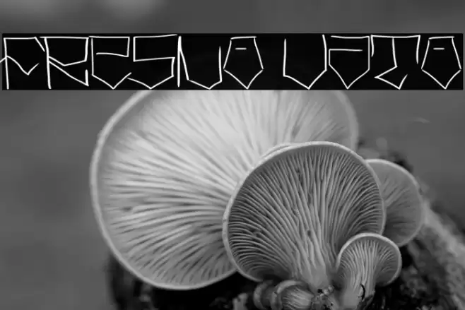 Fresno Vato Font examples