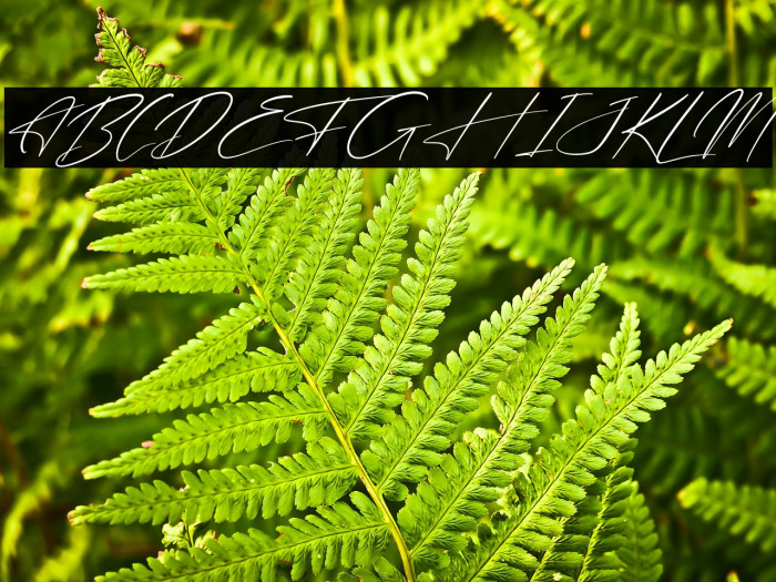 Freyatina Pelgona Italic Example 1