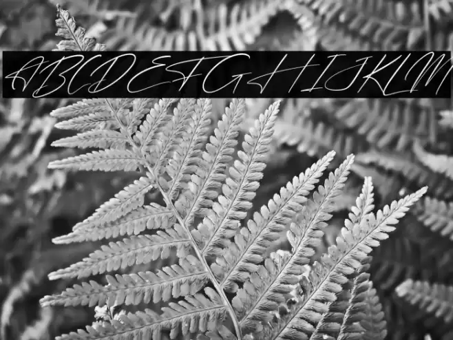 Freyatina Pelgona Italic Font examples