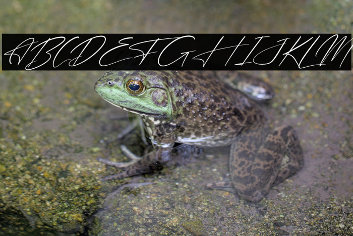 Freyatina Pelgona Italic Example 2