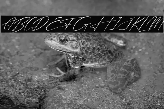 Freyatina Pelgona Italic Font examples