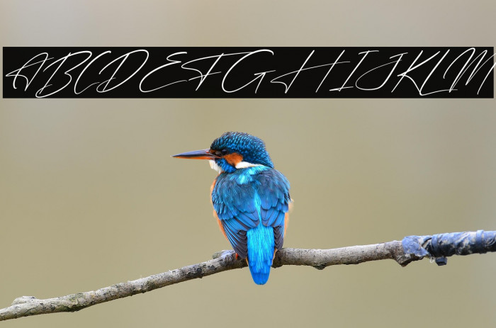 Freyatina Pelgona Italic Example 3