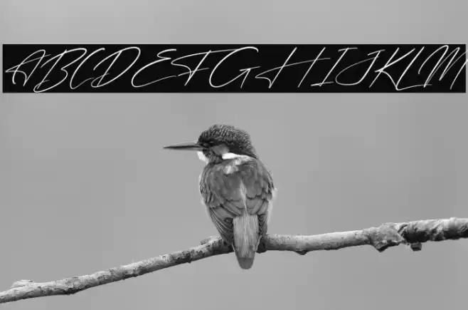 Freyatina Pelgona Italic Font examples