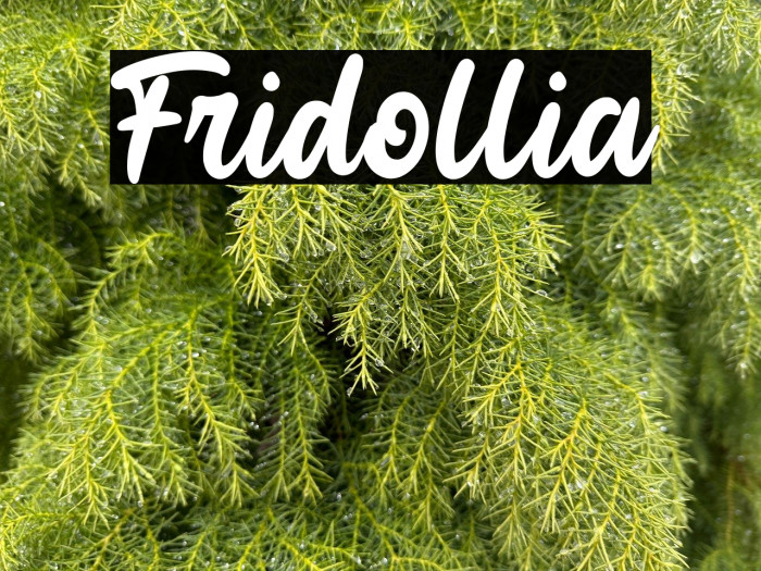 Fridollia Example 3