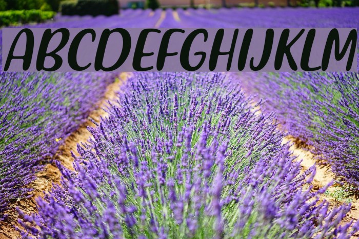 Friendly Schoolmates Italic Example 3