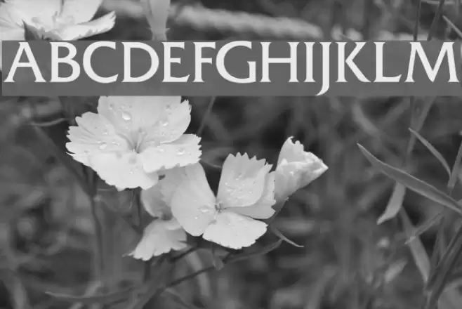 Frit Qat Normal フォント examples