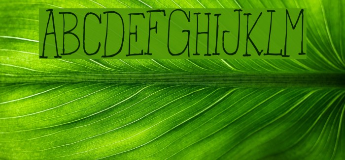 FromtheWoods-Regular Example 1