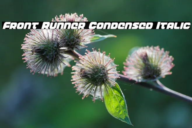 Front Runner Condensed Italic Example 2