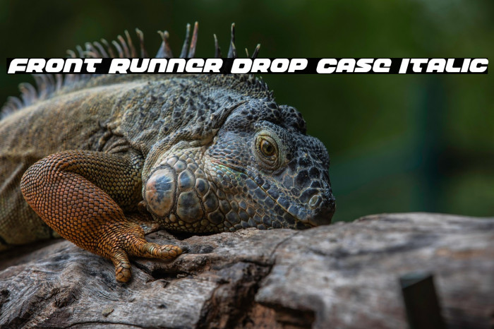 Front Runner Drop Case Italic Example 1