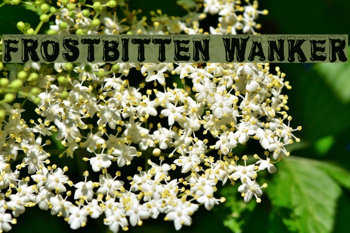 Frostbitten Wanker Font examples