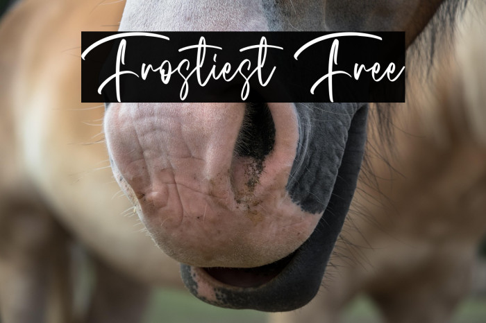 Frostiest Free Example 1