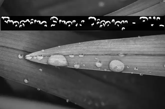 Frostine Snow Display - PUL Polices examples