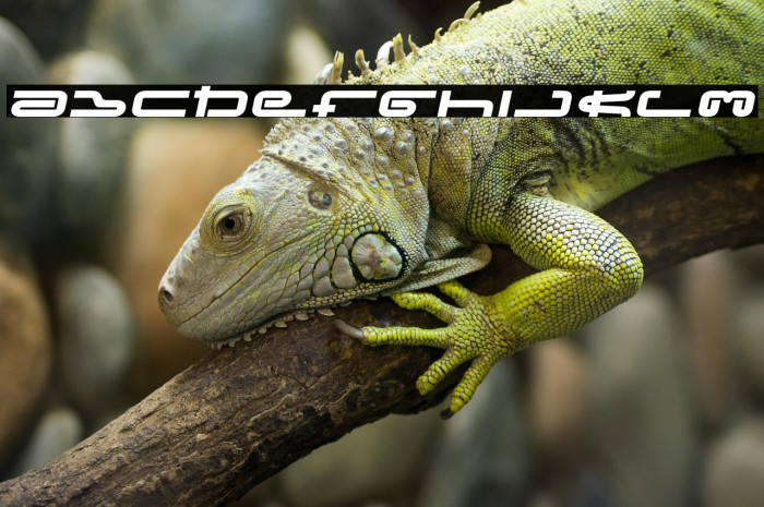 Frozdotre-Regular Example 1