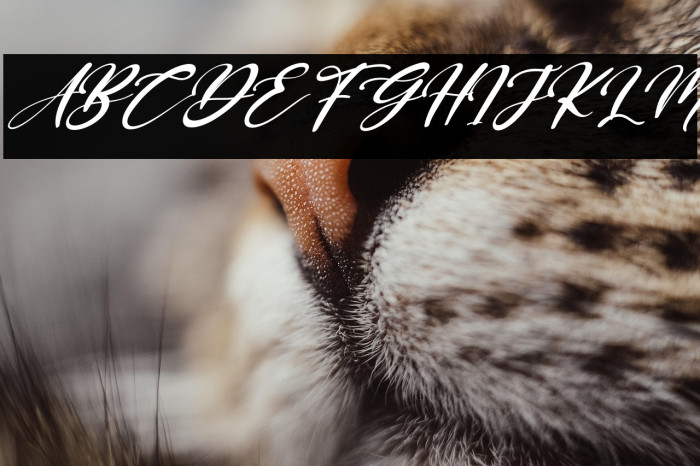 Frozzy Mosther Italic Example 3