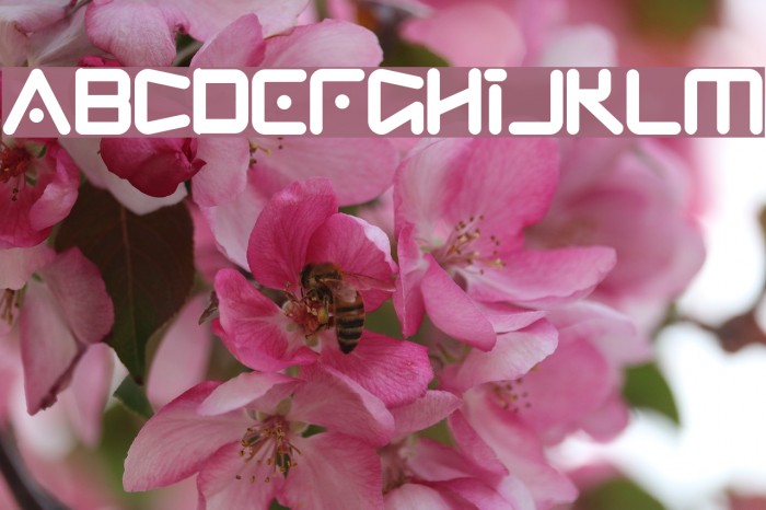 fRiNgE Font examples