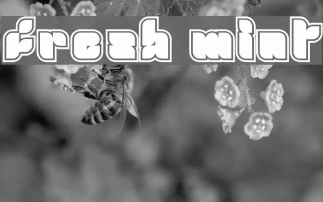 fresh mint خط examples