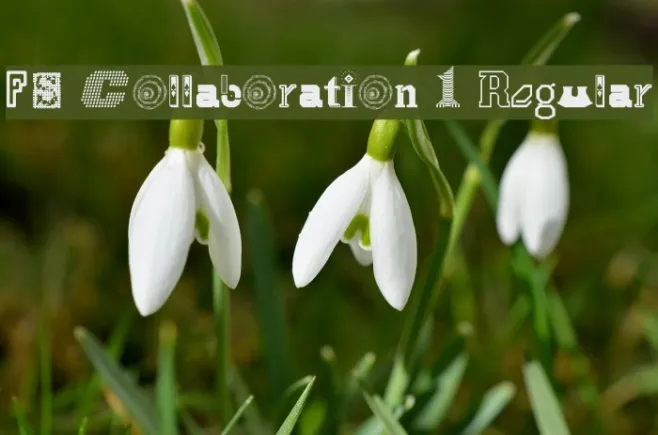 FS Collaboration 1 Regular Example 1