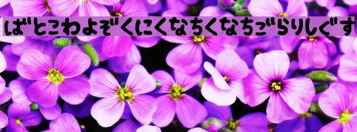 Fsb09ChihuahuaBoldHr Example 2