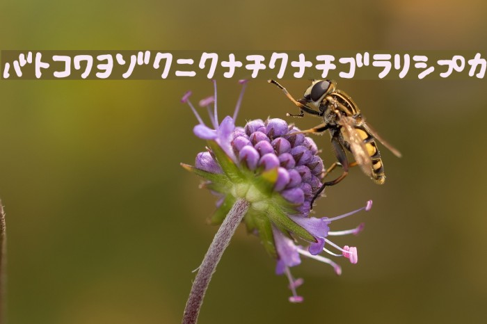 Fsb09ChihuahuaBoldKt Example 1