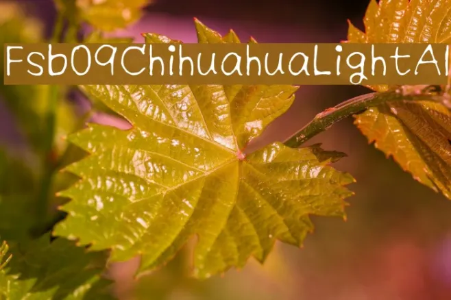 Fsb09ChihuahuaLightAl Example 3
