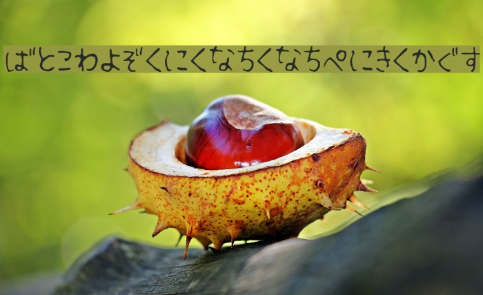 Fsb09ChihuahuaLightHr Example 1