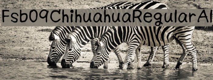 Fsb09ChihuahuaRegularAl Example 3