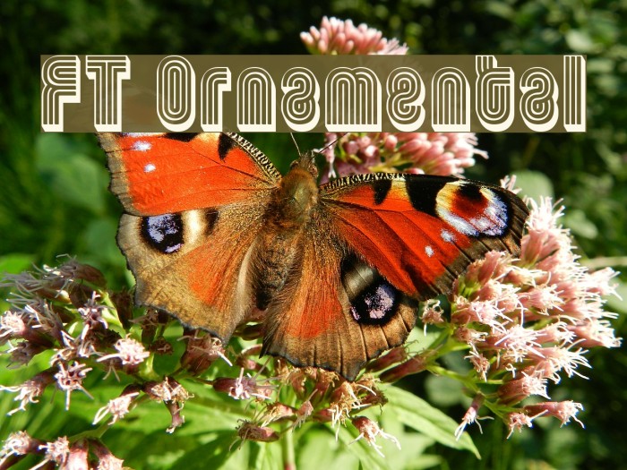 FT Ornamental Font examples