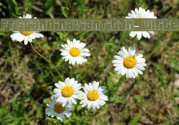 FT ScandinavianTitan2 White Font examples
