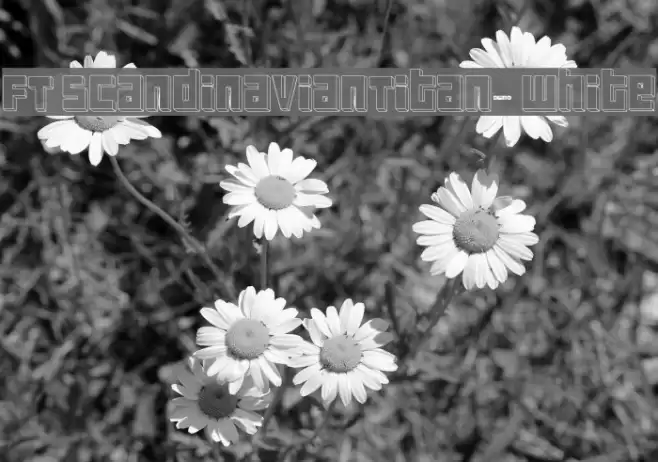 FT ScandinavianTitan2 White Font examples