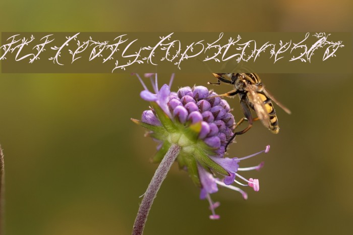 FTF Leafy Lopstonesia Font examples