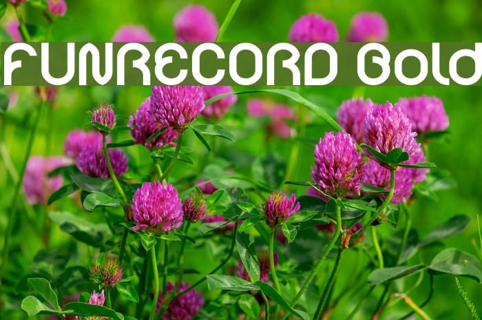 FUNRECORD Bold Font examples
