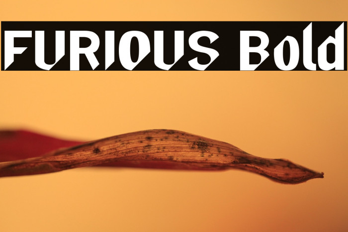 FURIOUS Bold Example 1