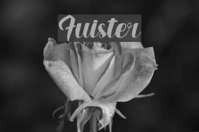 Fuister Font examples